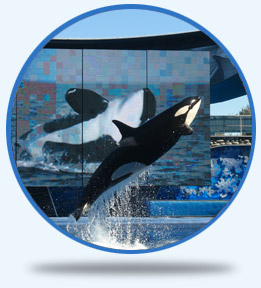 Sea World